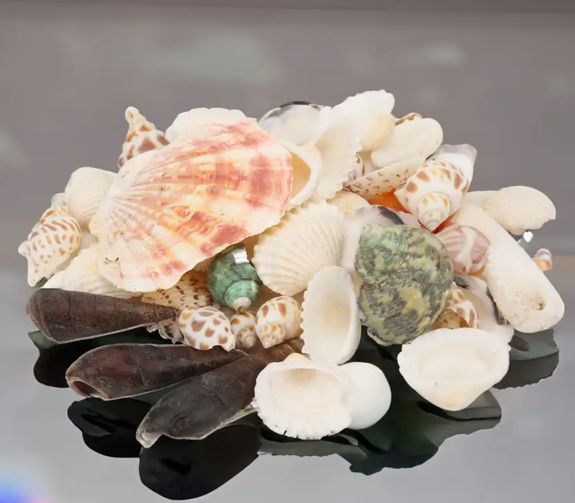 Sea Shells