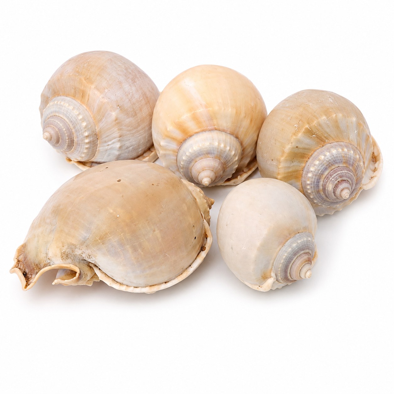 Round Bonnet Shells - Decorative Shells for Aquarium, Vase Filler & DIY Craft (200g Pack)