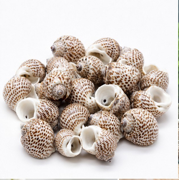 Brown Spotted Conch Shells - Decorative Shells for Aquarium, Vase Filler & DIY Craft (100g Pack)