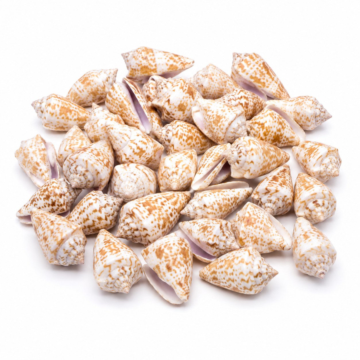 Brown Patterned Conch Shells - Decorative Shells for Aquarium, Vase Filler & DIY Craft (300g Pack)