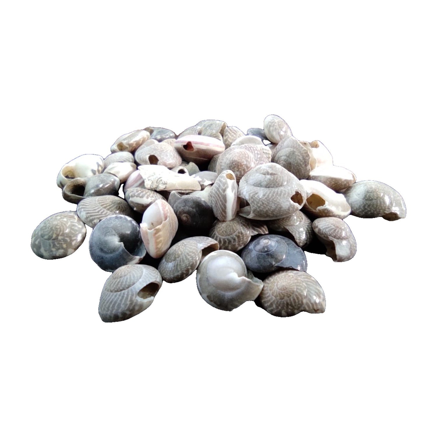 Button Top Shells - Decorative Shells for Aquarium, Vase Filler & DIY Craft (200g Pack)