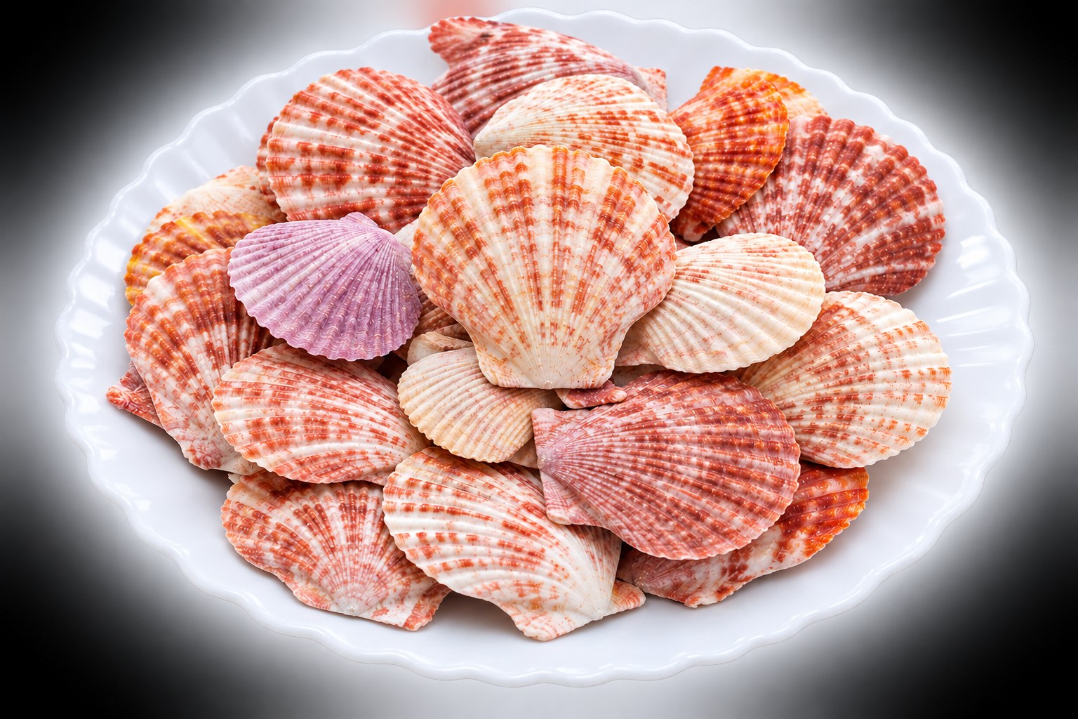Pink Scallop Shells - Decorative Shells for Aquarium, Vase Filler & DIY Craft (300g Pack)