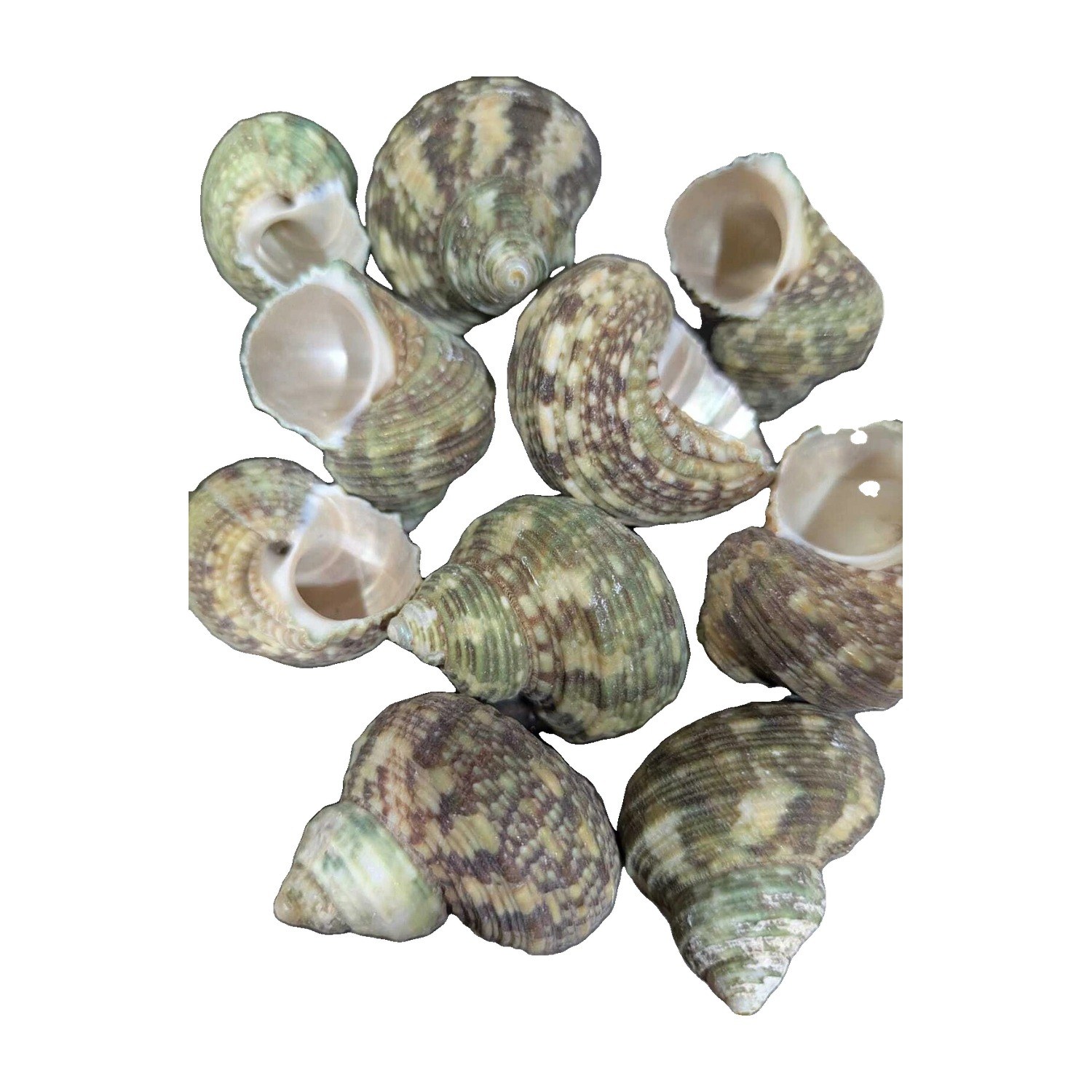 Green Turbo Shells - Decorative Shells for Aquarium, Vase Filler & DIY Craft (200g Pack)