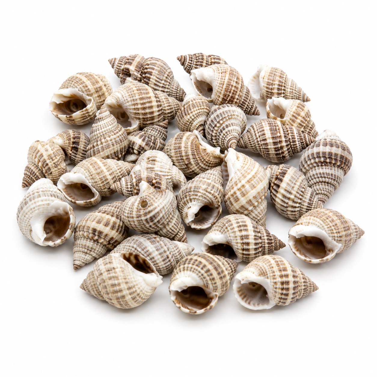 Mini Spindle Shells - Decorative Shells for Aquarium, Vase Filler & DIY Craft (300g Pack)