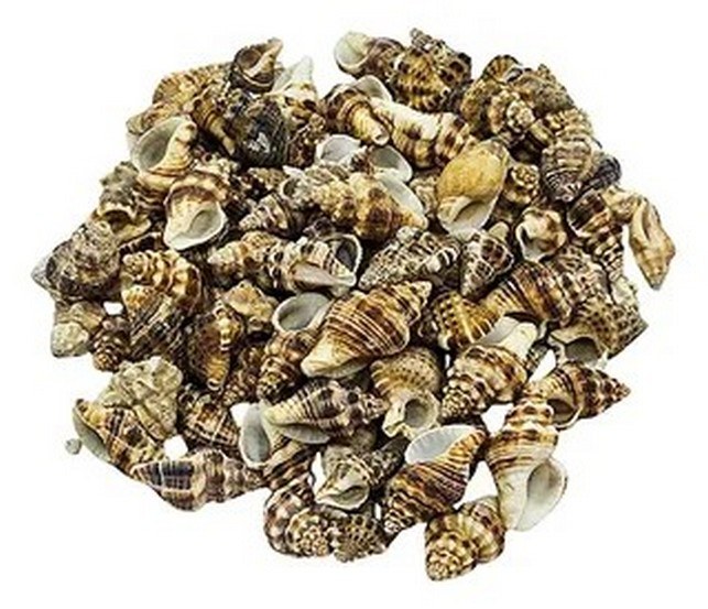 Mini Brown Conch Shells - Decorative Shells for Aquarium, Vase Filler & DIY Craft (200g Pack)