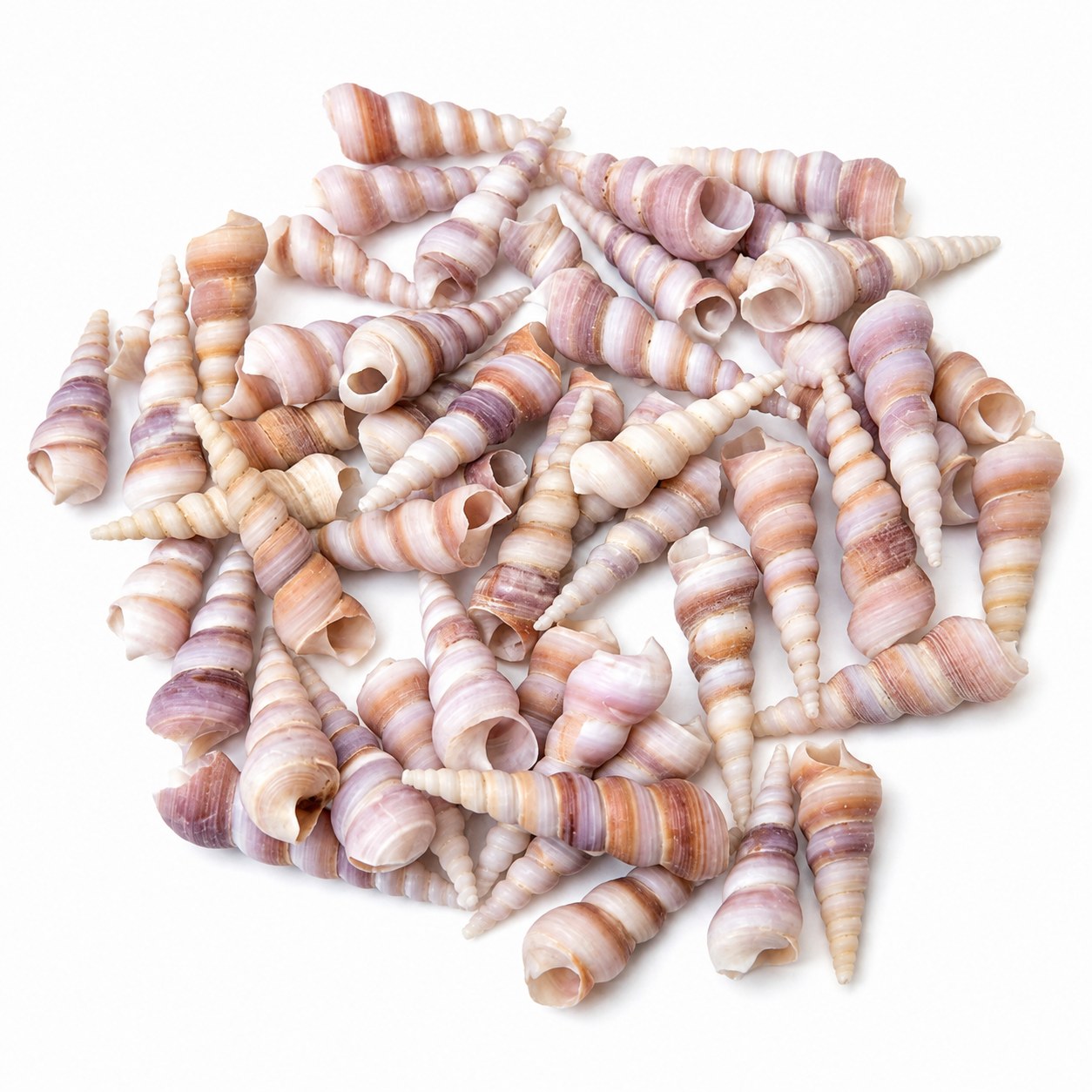 Purple Screw Spiral Shells - Decorative Shells for Aquarium, Vase Filler & DIY Craft (200g Pack)