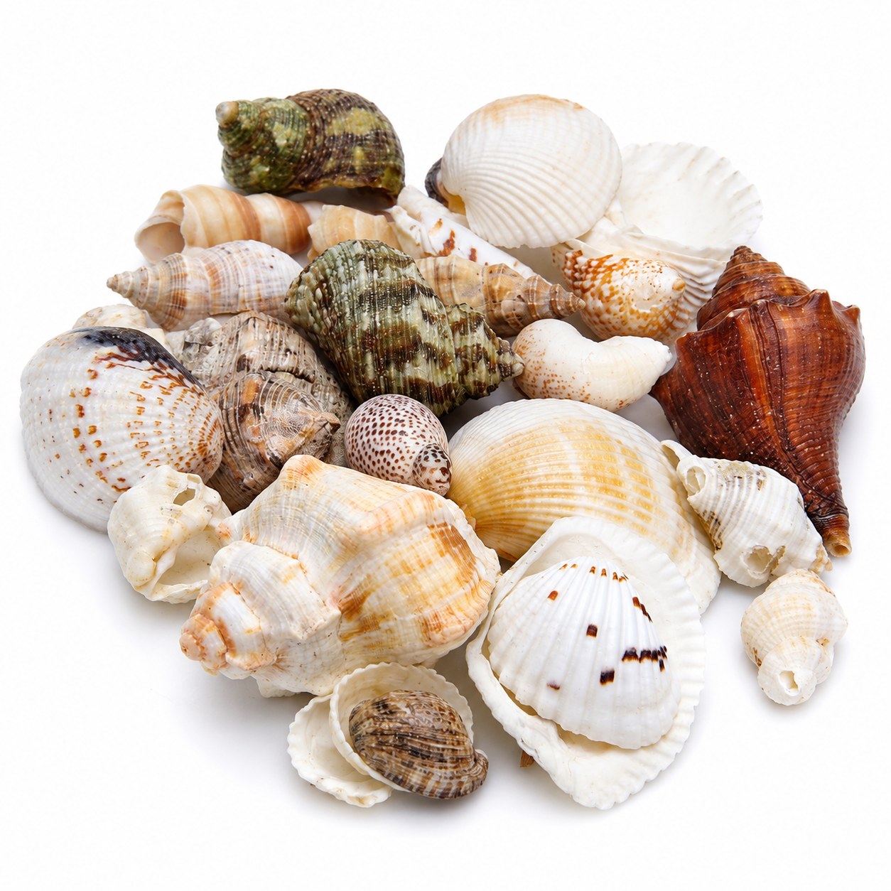Assorted Mixed Shells - Decorative Shells for Aquarium, Vase Filler & DIY Craft (400g Pack)