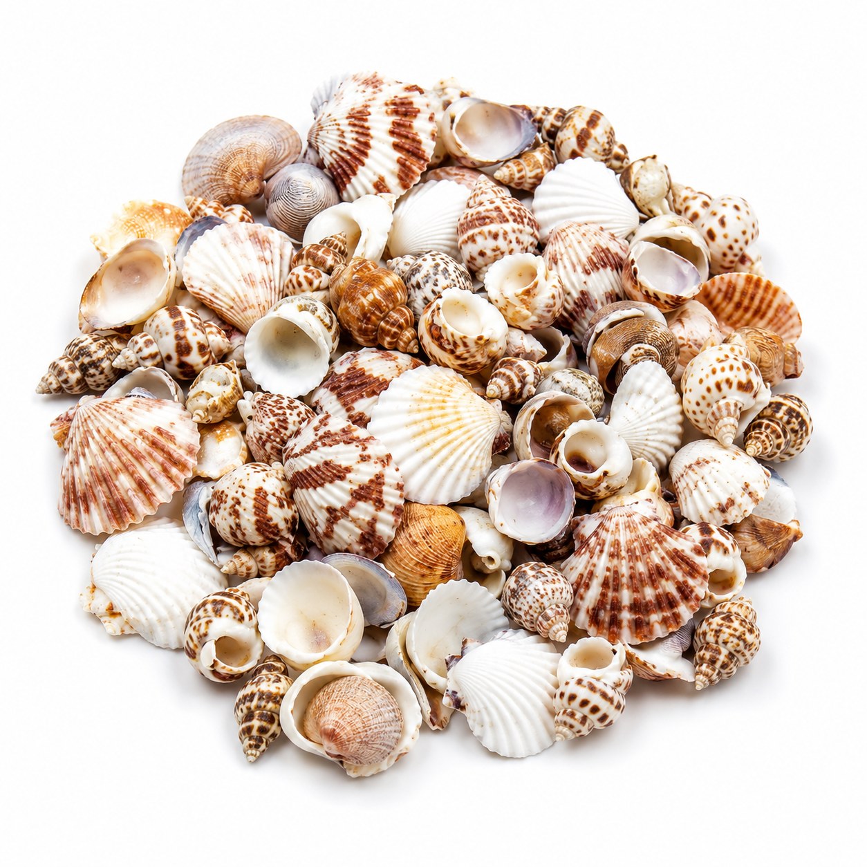 Assorted Small Shells Mix - Decorative Shells for Aquarium, Vase Filler & DIY Craft (100g Pack)