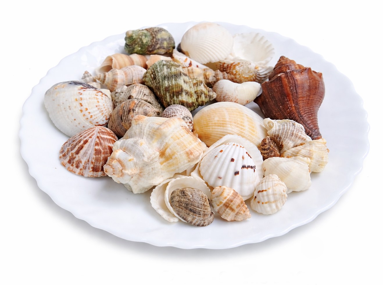 White Assorted Shells - Decorative Shells for Aquarium, Vase Filler & DIY Craft (400g Pack)