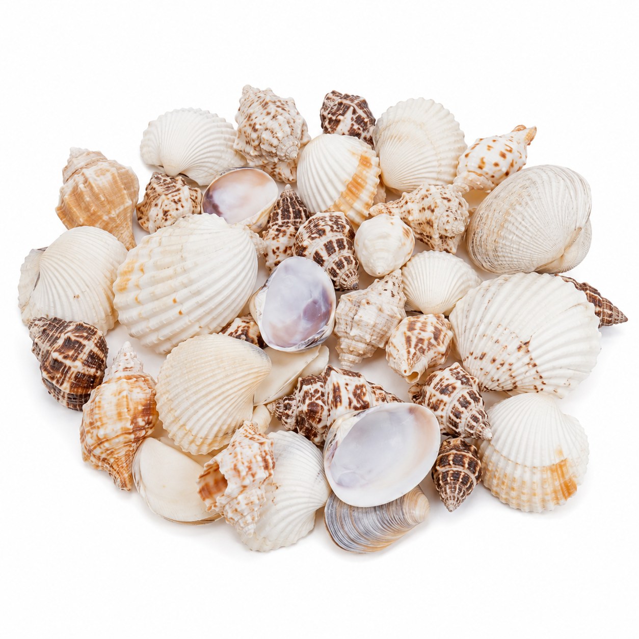 Assorted Conch Shells - Decorative Shells for Aquarium, Vase Filler & DIY Craft (200g Pack)