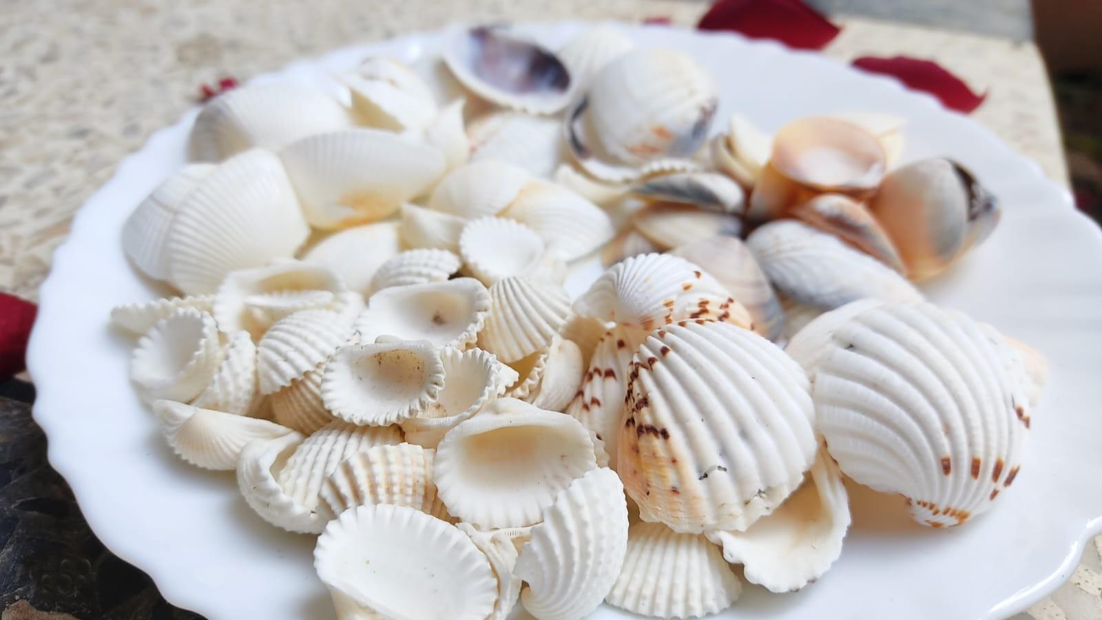 Assorted White Craft Shells - Decorative Shells for Aquarium, Vase Filler & DIY Craft (400g Pack)
