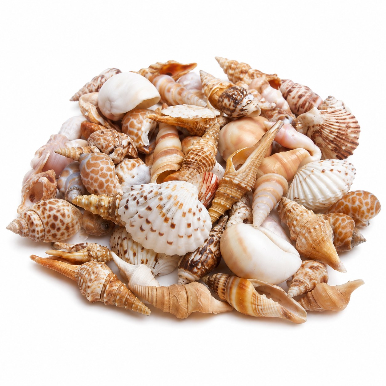 Assorted Craft Shell Mix - Decorative Shells for Aquarium, Vase Filler & DIY Craft (100g Pack)