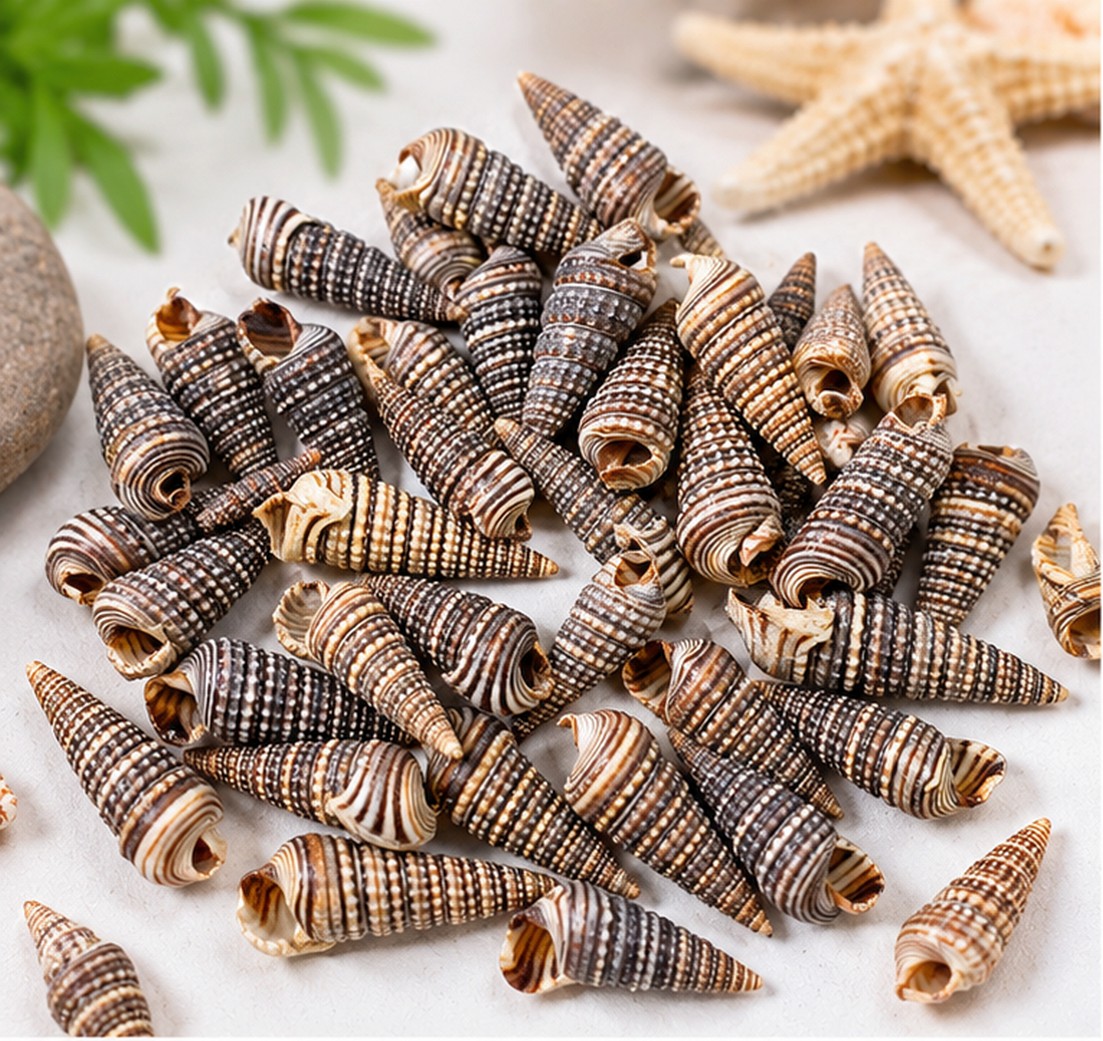 Tiny Striped Cone Shells - Decorative Shells for Aquarium, Vase Filler & DIY Craft (200g Pack)