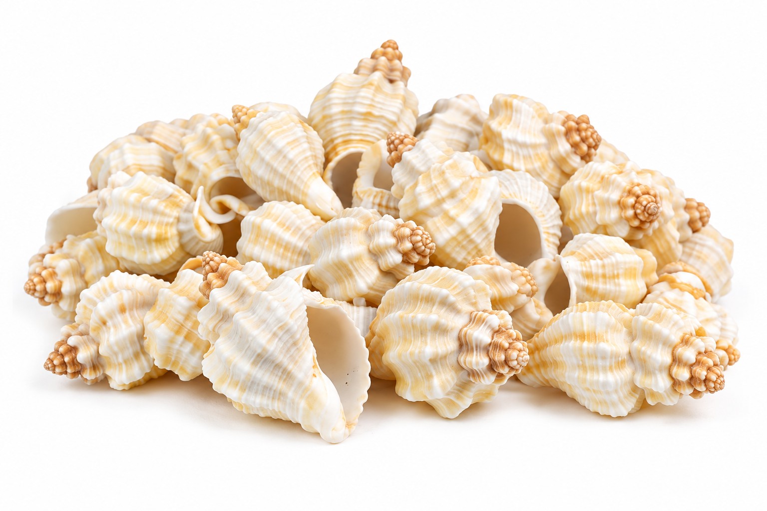 Cream Ribbed Rock Shells - Decorative Shells for Aquarium, Vase Filler & DIY Craft (300g Pack)