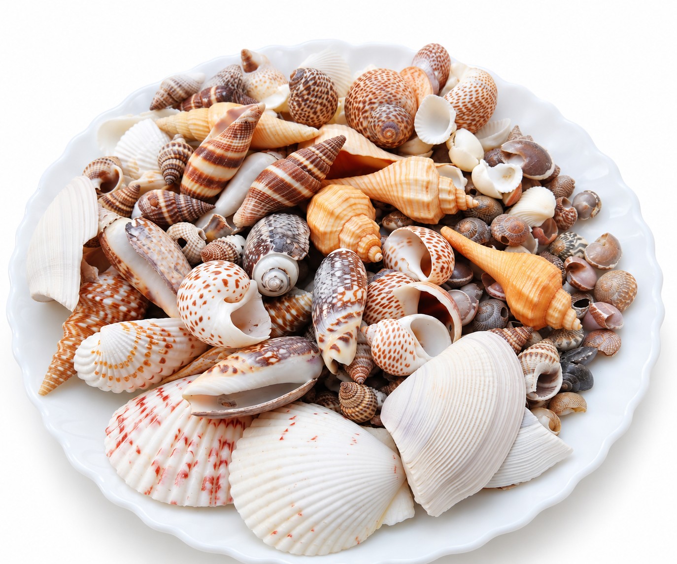 Brown and Cream Shell Mix - Decorative Shells for Aquarium, Vase Filler & DIY Craft (200g Pack)