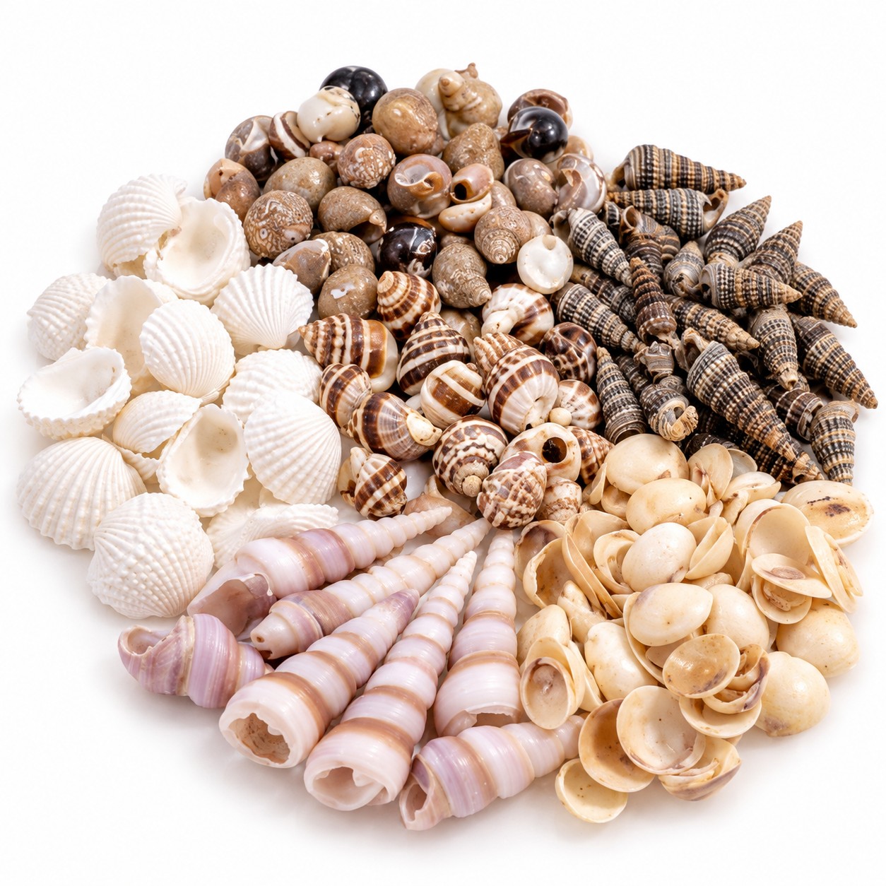 Tiny Resin Art Shell Mix - Decorative Shells for Aquarium, Vase Filler & DIY Craft (100g Pack)