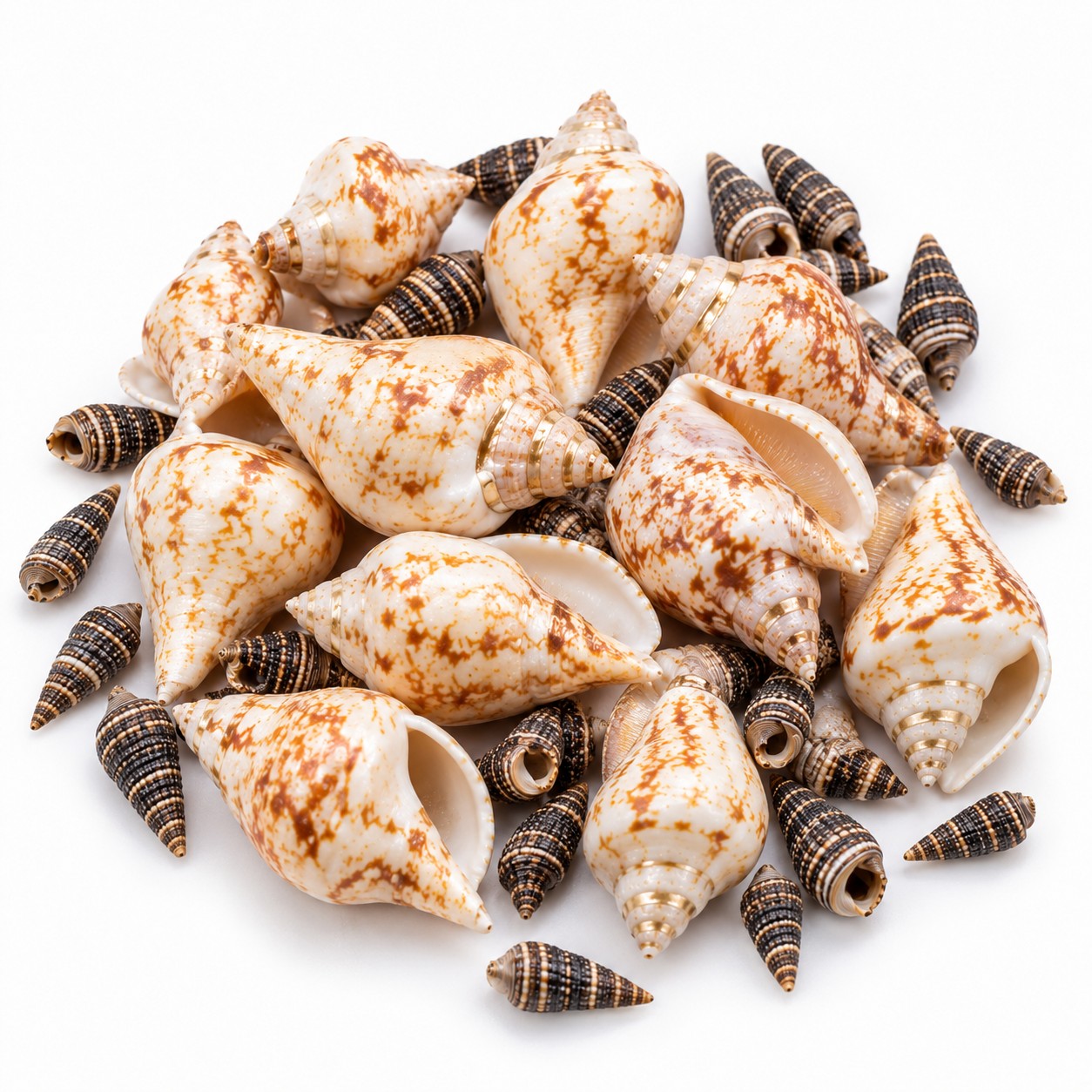 Two-Tone Cone Shell Mix - Decorative Shells for Aquarium, Vase Filler & DIY Craft (100g Pack)