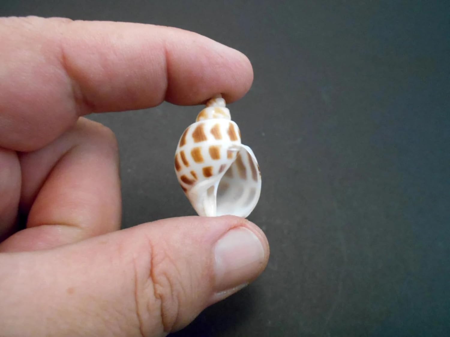 Brown Dots Conch Seashells Shale Unplanted Substrate — view 2